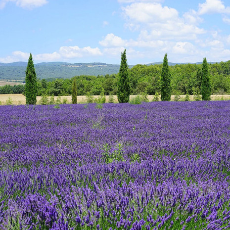 Incense - Lavender Wood, 1oz.